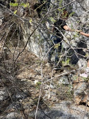 Coursetia glandulosa