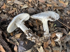 Phalloideae