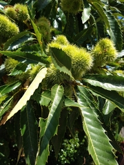 Castanea sativa