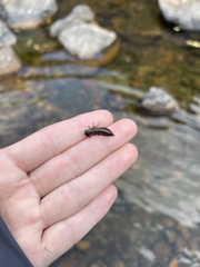 Planaeschna skiaperipola