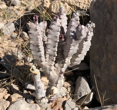 Desmidorchis arabica
