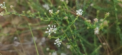 Ceanothus microphyllus