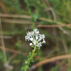 Ceanothus microphyllus
