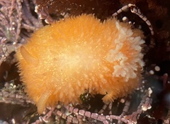 Acanthodoris lutea