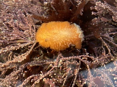 Acanthodoris lutea