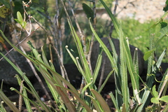 Elaphoglossum longifolium