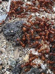 Pogonomyrmex maricopa
