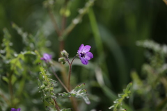 Pholistoma auritum auritum