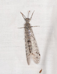 Bandidus canifrons