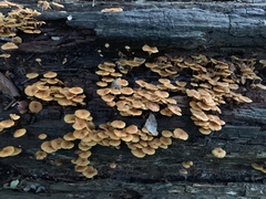 Xeromphalina