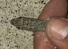 Psammophis schokari
