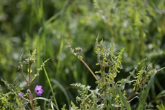 Pholistoma auritum auritum