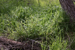 Pholistoma auritum auritum
