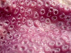 Stylantheca papillosa