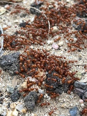 Pogonomyrmex maricopa