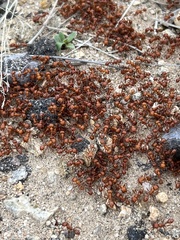 Pogonomyrmex maricopa