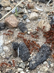Pogonomyrmex maricopa