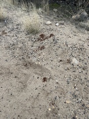 Pogonomyrmex maricopa