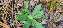 Lithospermum virginianum