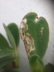 Hypurus bertrandi