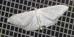 Idaea coercita