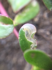 Hypurus bertrandi