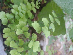 Adiantum