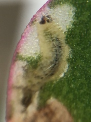 Hypurus bertrandi