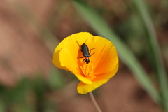 Lytta crotchii