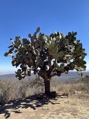 Opuntia streptacantha