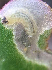 Hypurus bertrandi