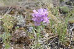 Penstemon eriantherus