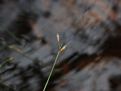 Fimbristylis ferruginea