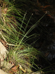 Fimbristylis ferruginea