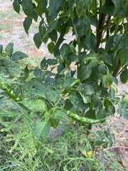 Capsicum