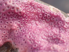 Stylantheca papillosa