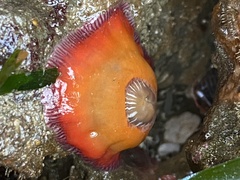 Epiactis prolifera