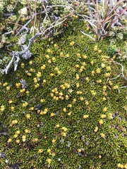 Azorella lycopodioides