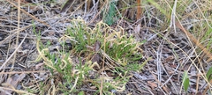 Selaginella arenicola