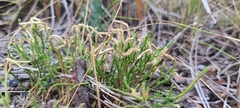 Selaginella arenicola