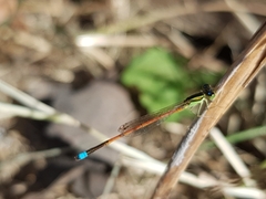 Ischnura aurora aurora