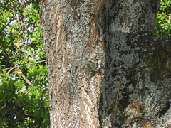 Vachellia abyssinica