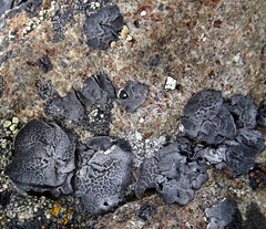 Umbilicaria decussata