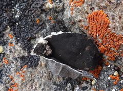 Umbilicaria decussata