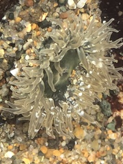 Anthopleura artemisia