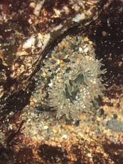 Anthopleura artemisia