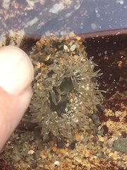 Anthopleura artemisia