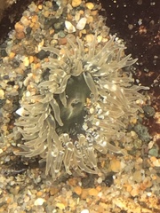 Anthopleura artemisia