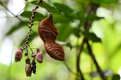 Mucuna urens