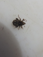 Hypurus bertrandi